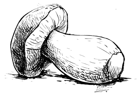 Illustration d'un cèpe