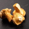 Girolles lyophilisées (6 g) - Maison Borde