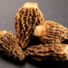 Morilles lyophilisées (30 g) - Maison Borde