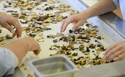 Hands sorting dried mushrooms