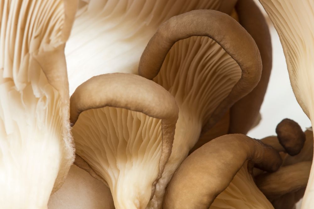 Tout savoir sur la culture des champignons (lactaires, bolets)